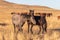 Wild Horse Stallions Sparring in Utah