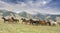 Wild horse stampede,Montana