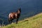 Wild horse standing on a sunny hillside in Cerro Alarken Nature Reserve, Ushuaia, Argentina