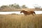 Wild horse stands in marsh grasses on Assateague Island, Maryland.