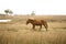 Wild horse stands in marsh grasses on Assateague Island, Maryland.