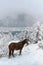 A wild horse stands near the lake among the mountains on a foggy winter day.