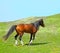 Wild horse steppe species Adayev, Jabe