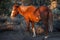 Wild Horse at Sunset