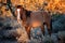 Wild Horse at sunset in the Arizona Desert