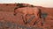 Wild Horse at sunset - Blue Roan Colt on Tillett Ridge in the Pryor Mountains of Montana USA