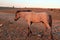 Wild Horse at sunset - Blue Roan Colt on Tillett Ridge in the Pryor Mountains of Montana USA