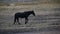 Wild Horse trotting leisurely at Washoe Lake State Park