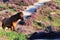 Wild horse on unpaved sand path flowering heather