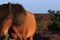 Wild horse on unpaved sand path flowering heather