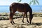 wild horse on vieques island sea glass beach puerto rico