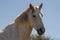 Wild horse white stallion in the Salt River desert area near Scottsdale Arizona USA