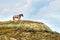 Wild Horse, Wildlife, Nature, Prairie