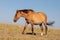 Wild Horse on windy Sykes Ridge in the Pryor Mountains Wild Horse Range on the border of Wyoming USA