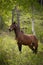 Wild horse in the woods