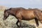 Wild Horse in the Wyoming Desert