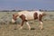 Wild Horse in the Wyoming Desert