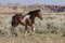 Wild Horse in the Wyoming Desert