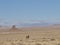 Wild horse in Wyoming USA