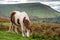 Wild horsegrazing on a mountain