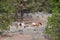 Wild horses in the arid climate of Oliver, British Columbia