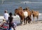 WILD HORSES OF ASSATEAGUE ISLAND