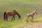 Wild horses of Assateague Island