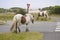 Wild Horses of Assateague Island