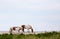 Wild Horses of Assateague Island