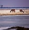 Wild Horses at Assateague Island, MD in Winter