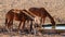 Wild horses of Aus with a gemsbok - Namibia