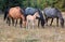 Wild Horses - Baby foal colt with mother and herd in the Pryor Mountains Wild Horse Range in Montana USA