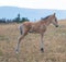 Wild Horses - Baby foal colt on Sykes Ridge in the Pryor Mountains Wild Horse Range on the border of Montana and Wyoming USA