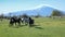 Wild Horses, On Background Etna Mount - Sicily