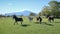 Wild Horses, On Background Etna Mount - Sicily