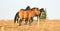 Wild Horses - Band and Bachelor stallions fighting in the morning in the Pryor Mountains Wild Horse Range in Montana USA