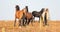 Wild Horses - Band and Bachelor stallions fighting in the morning in the Pryor Mountains Wild Horse Range in Montana USA