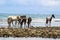 Wild horses on the beach