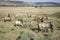 Wild horses at the Black Hills