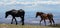 Wild horses - Black mare leading chestnut bay colt on ridge above the Bighorn Canyon in the central Rocky Mountains USA