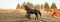 Wild Horses - Black Stallion with herd in the Pryor Mountains Wild Horse Range in Montana