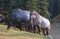 Wild Horses - Blue Roan mare and Silver Gray Grulla mare in the Pryor Mountains Wild Horse Range in Montana USA