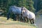 Wild Horses - Blue Roan mare and Silver Gray Grulla mare in the Pryor Mountains Wild Horse Range in Montana USA