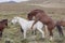 Wild Horses Breeding in Utah