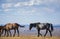 Wild Horses Brown and Black