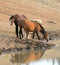 Wild Horses - Buckskin Bay mare with foal and Liver Chestnut Bay Stallion drinking at the waterhole - Montana USA
