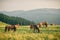 Wild horses in Carpathian mountain