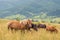 Wild horses in the Carpathians, Ukraine Carpathian landscape.