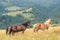 Wild horses in the Carpathians, Ukraine Carpathian landscape.