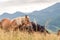 Wild horses in the Carpathians, Ukraine Carpathian landscape.